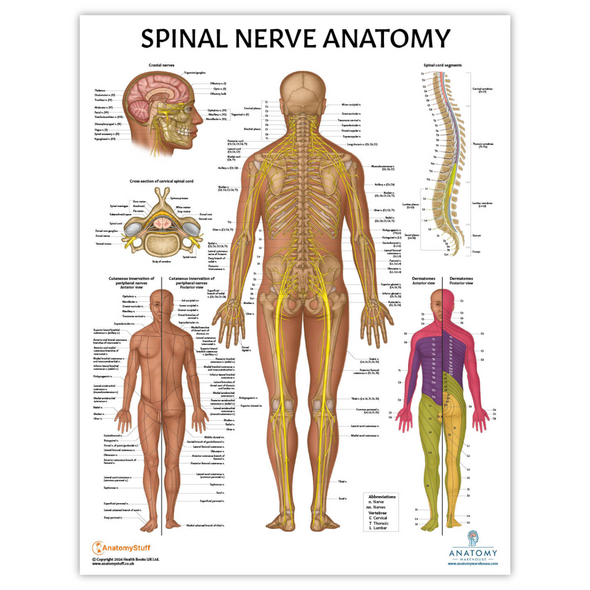 Anatomy Lab Nervous System and Spinal Nerves Laminated Poster Set